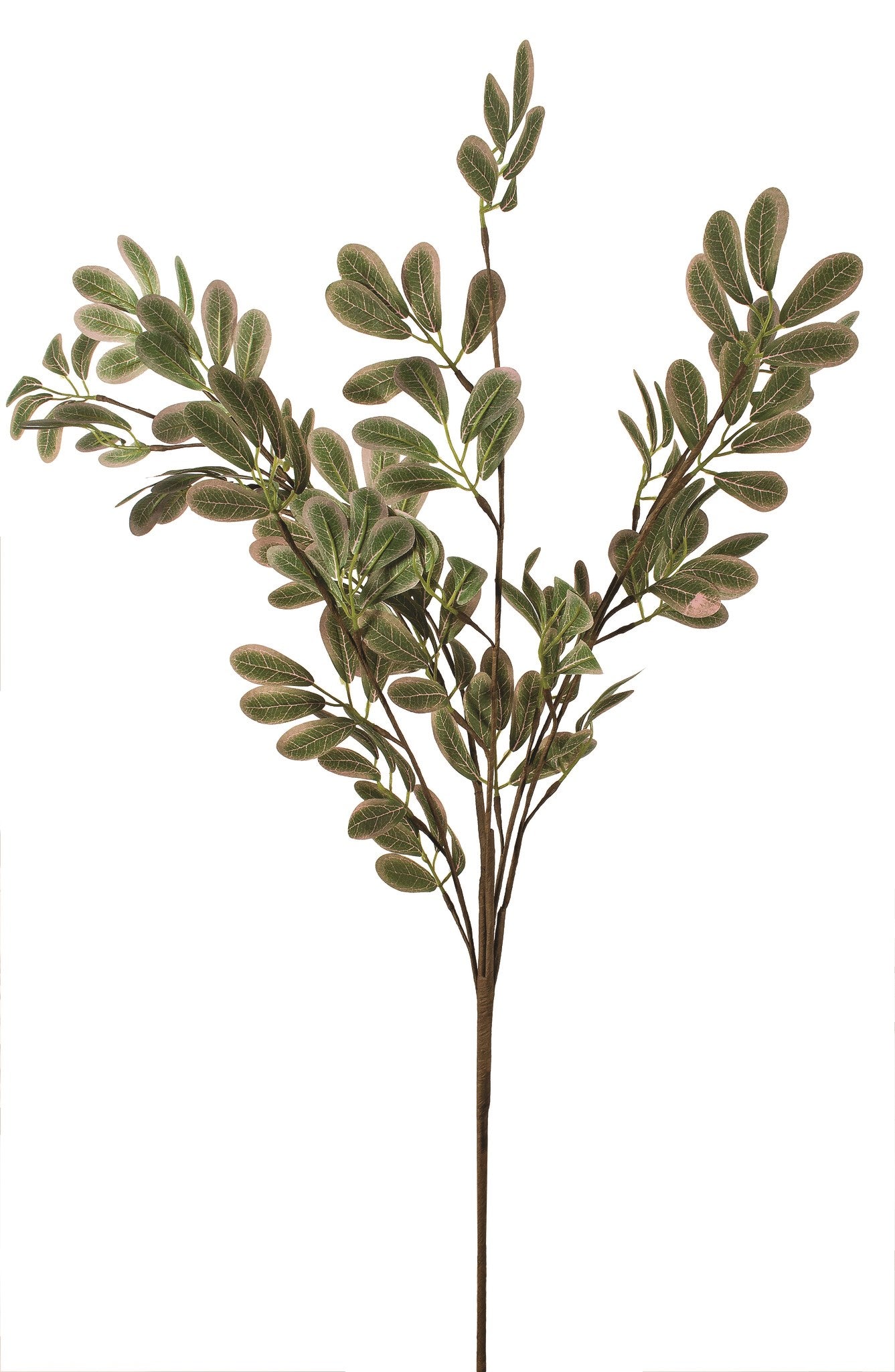 Variegated leaves spray with pink tips