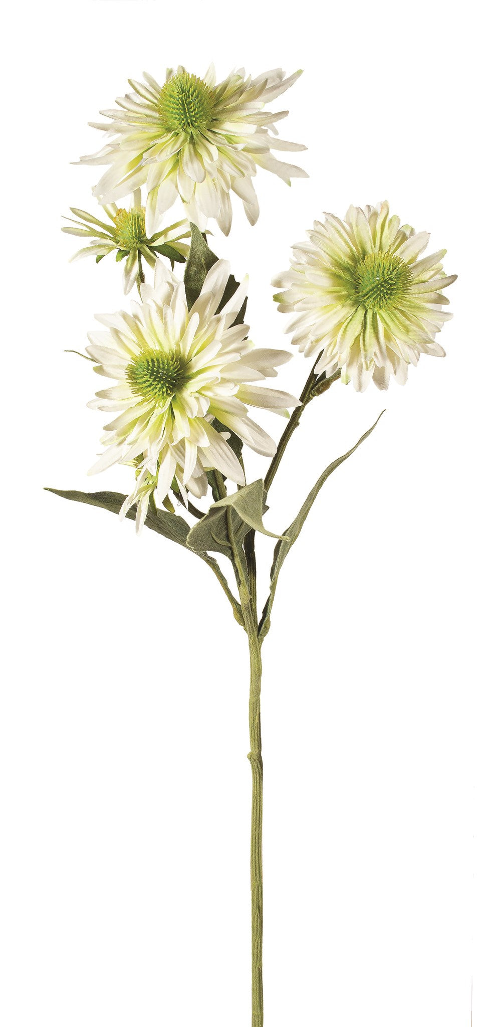 White with apple green center chrsyanthemum spray