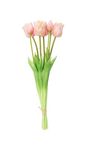 Long Stem Tulips